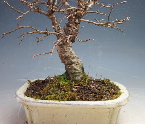 Amazon｜盆栽 ニレケヤキ/楡欅（4506）【現品】｜観葉植物